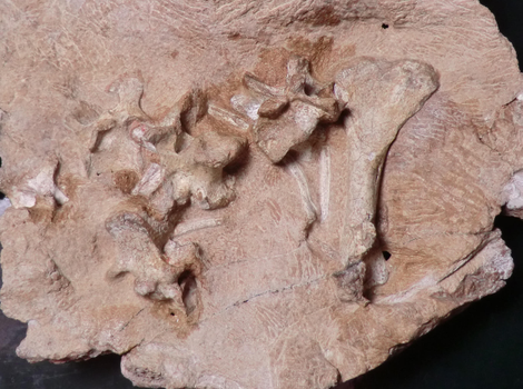 A side of the fossil, showing vertebrae and arm bone.